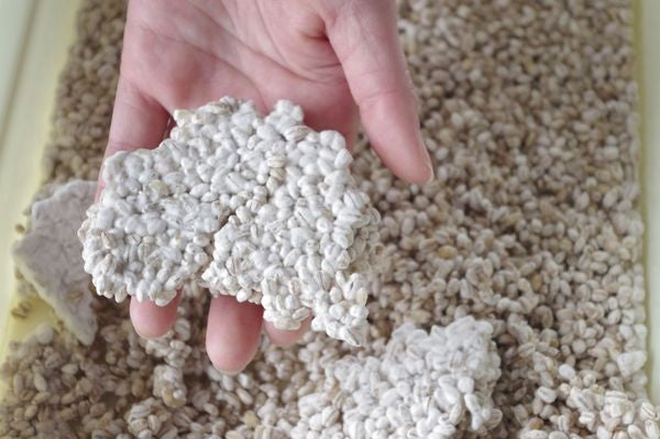 Koji Spores for Barley Koji from Bio'c– Amazake Co.
